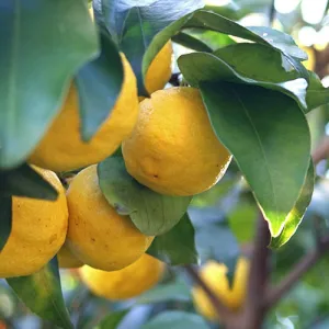 2 Yuzu Trees - 2-5 Inch Tall Live Plants - Potted Cold Hardy Citrus Seedlings - Yellow Lemon Citron Fruit Plants - Yuzu ichandrin - (2 Pack)