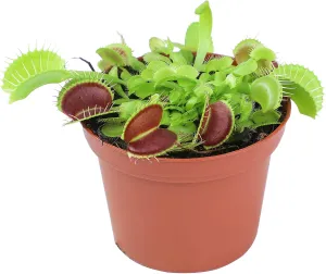 3 Inch Live Venus Fly Trap Live Plant, Dionaea Muscipula Venus Fly Trap Plant, Sundew Carnivorous Plants Live Houseplants, Venus Fly Trap Terrarium Plants, Live Plants Indoor Plants by Plants for Pets