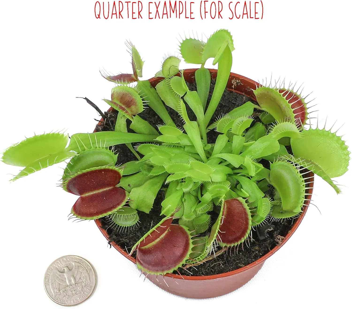3 Inch Live Venus Fly Trap Live Plant, Dionaea Muscipula Venus Fly Trap Plant, Sundew Carnivorous Plants Live Houseplants, Venus Fly Trap Terrarium Plants, Live Plants Indoor Plants by Plants for Pets
