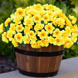 Artificial Fake Spring Flowers Plants for Outdoor Outside, Faux Silk Yellow Camellia UV Resistant Realistic for Planter Front Door Porch Patio Balcony Decoration, 3 Bundles