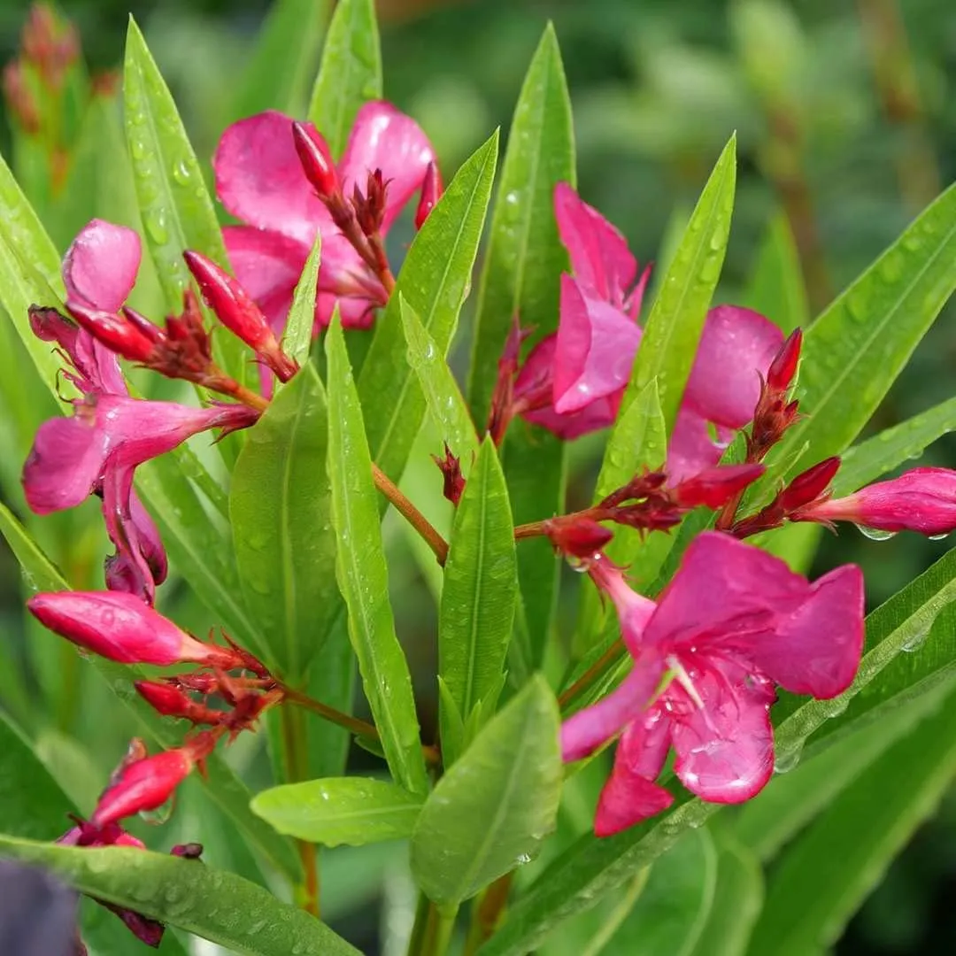 Austin Pretty Limits® - Nerium Oleander - Proven Winners - 4" Pot