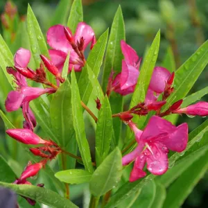 Austin Pretty Limits® - Nerium Oleander - Proven Winners - 4" Pot