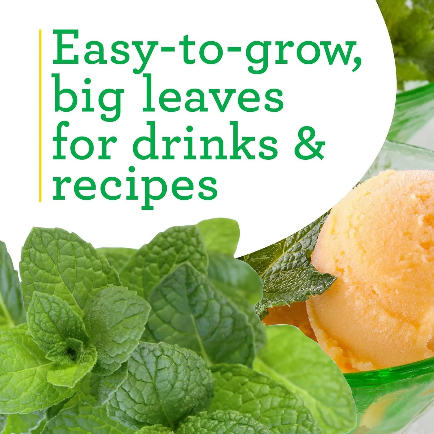Bonnie Plants Sweet Mint Live Edible Aromatic Herb Plant - 4 Pack, Easy To Grow, Non-GMO, Perennial In Zones 5 to 11, Used In Teas & Other Beverages, Salads, Garnish, Jelly & Desserts