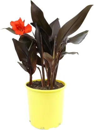 Canna Lily 'Lava Rock', Live Lilies, Garden Perennial Outdoor Plant, Blooms Red Flowers in 4 qt. Grower Pot by Plants for Pets