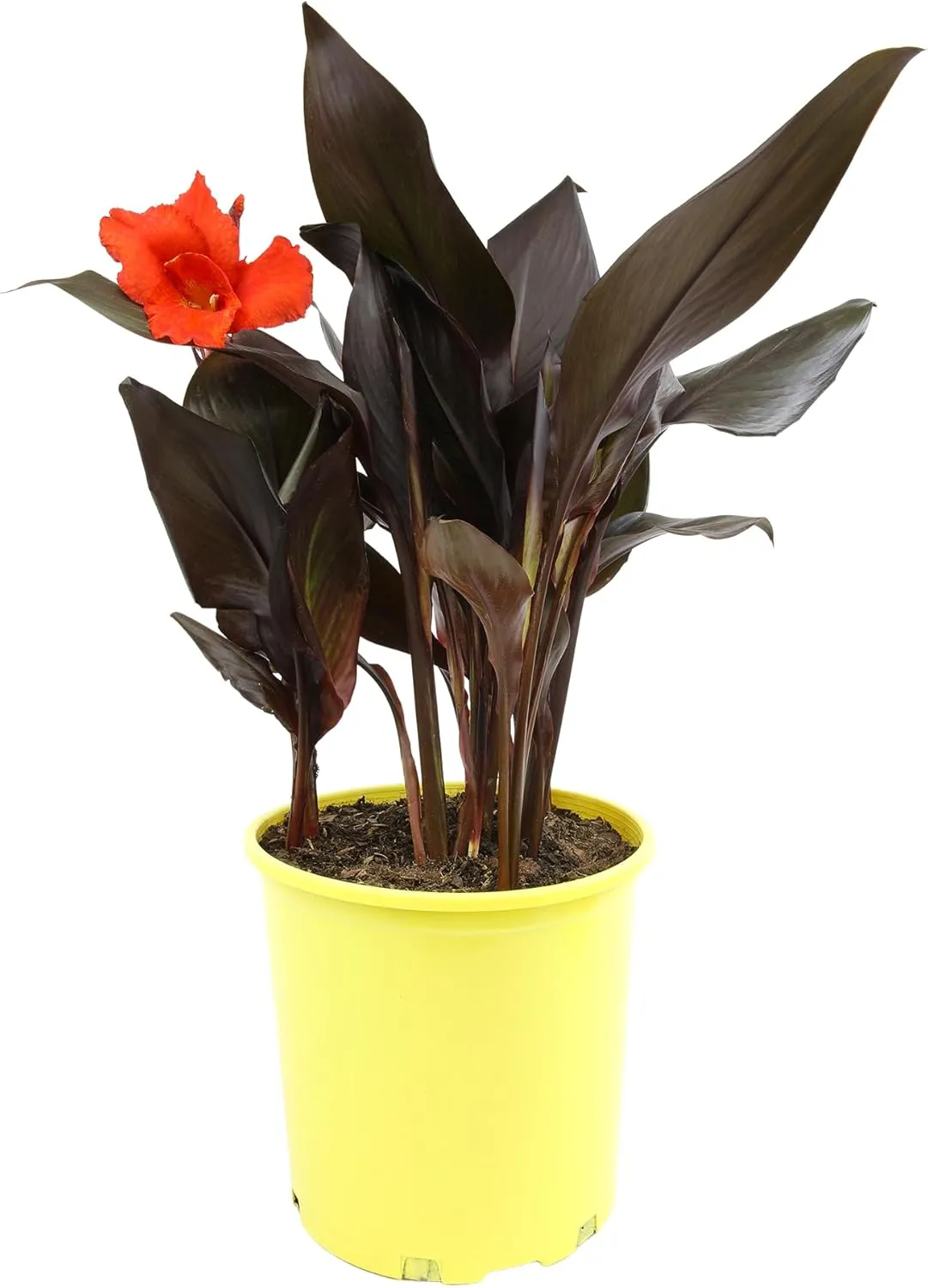 Canna Lily 'Lava Rock', Live Lilies, Garden Perennial Outdoor Plant, Blooms Red Flowers in 4 qt. Grower Pot by Plants for Pets