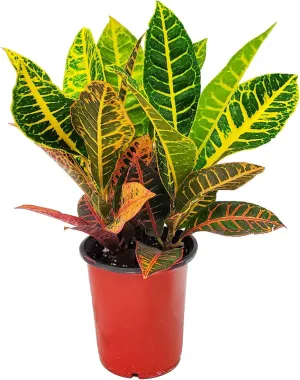 Croton Plant - Petra Variety - Tropical Foliage Plant Live - 1 Gallon Pot - Overall Height 12" to 16" - Tropical Plants of Florida (Plant   Heat Pack)
