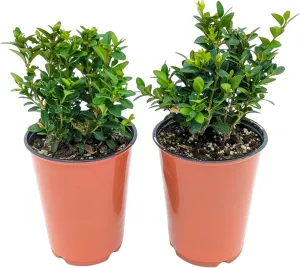 Easy to Grow Boxwood 'Green Mountain' Plant (2 Pack) - Live Shrub or Hedge Rooted in a Grower's Pot, Green Year-Round Garden