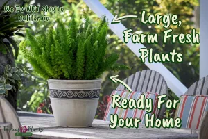 Foxtail Fern Plant - Live Asparagus Fern - 3 Gallon Pot - Overall Height 20" to 24" - Tropical Plants of Florida (Plant Only)