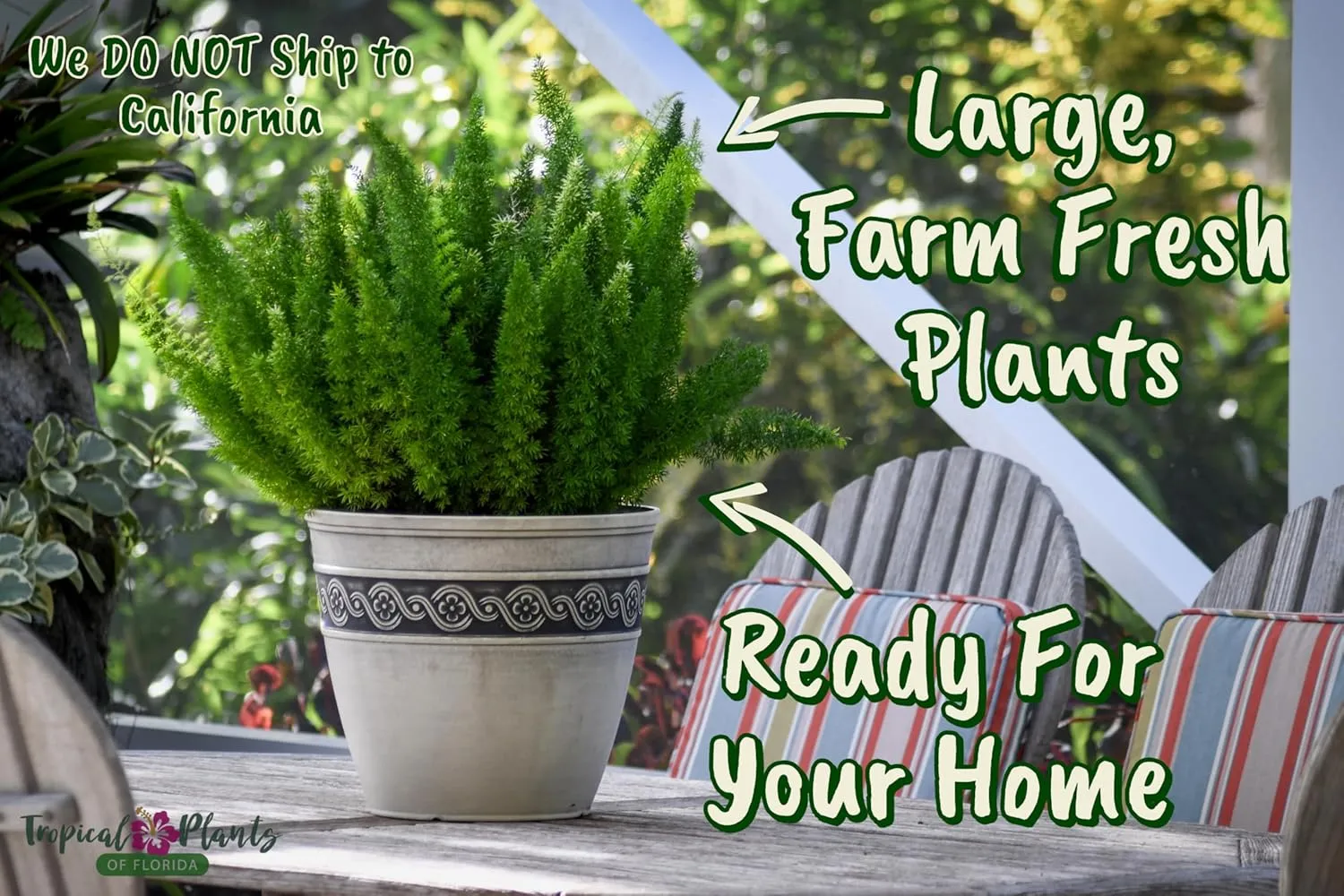 Foxtail Fern Plant - Live Asparagus Fern - 3 Gallon Pot - Overall Height 20" to 24" - Tropical Plants of Florida (Plant Only)