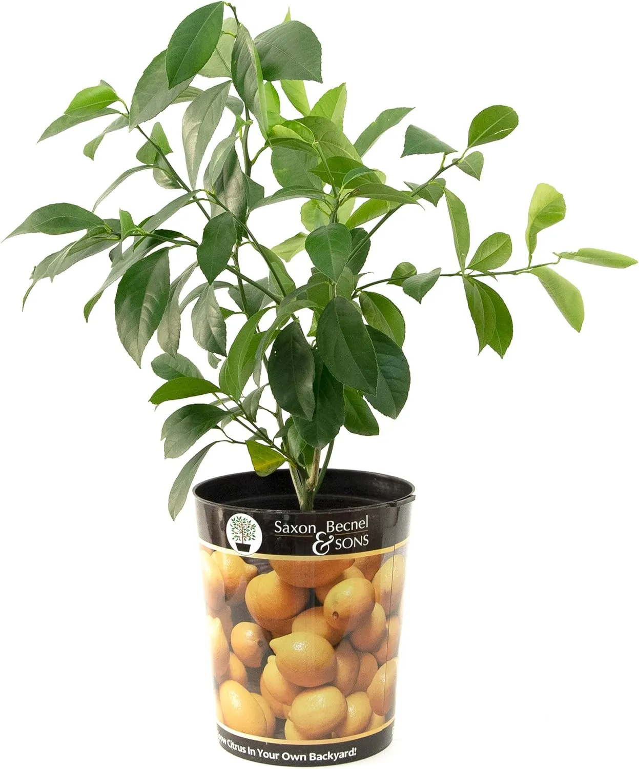 Garden State Bulb Meyer Lemon Tree, Citrus Live Plant (1 Gallon Growers Pot) Cannot Ship FL, AZ, CA, TX, LA