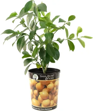 Garden State Bulb Meyer Lemon Tree, Citrus Live Plant (1 Gallon Growers Pot) Cannot Ship FL, AZ, CA, TX, LA