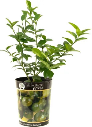 Garden State Bulb Persian Lime Tree - Live Citrus Plant for Indoor and Outdoor Planting, 1 Gallon Grower’s Pot, Can Reach up to 10ft Tall Outdoors, Grow Your Own Fruit at Home, Real House Plant