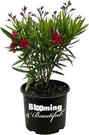 Hardy Red Oleander – 3 gal - Red Flowers on a Large Evergreen Shrub with a Tropical Appeal – Zones 8-10 - Nerium Oleander 'Hardy Red' - 3 Gallon Pot