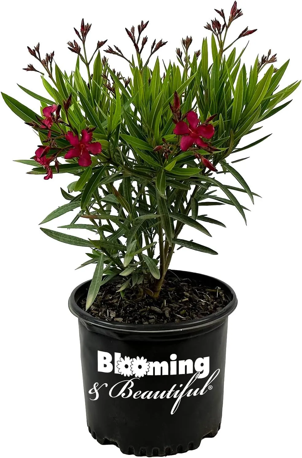 Hardy Red Oleander – 3 gal - Red Flowers on a Large Evergreen Shrub with a Tropical Appeal – Zones 8-10 - Nerium Oleander 'Hardy Red' - 3 Gallon Pot