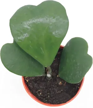 Hoya Kerrii (Non-Variegated 2  Leaves) - 4" Pot from California Tropicals