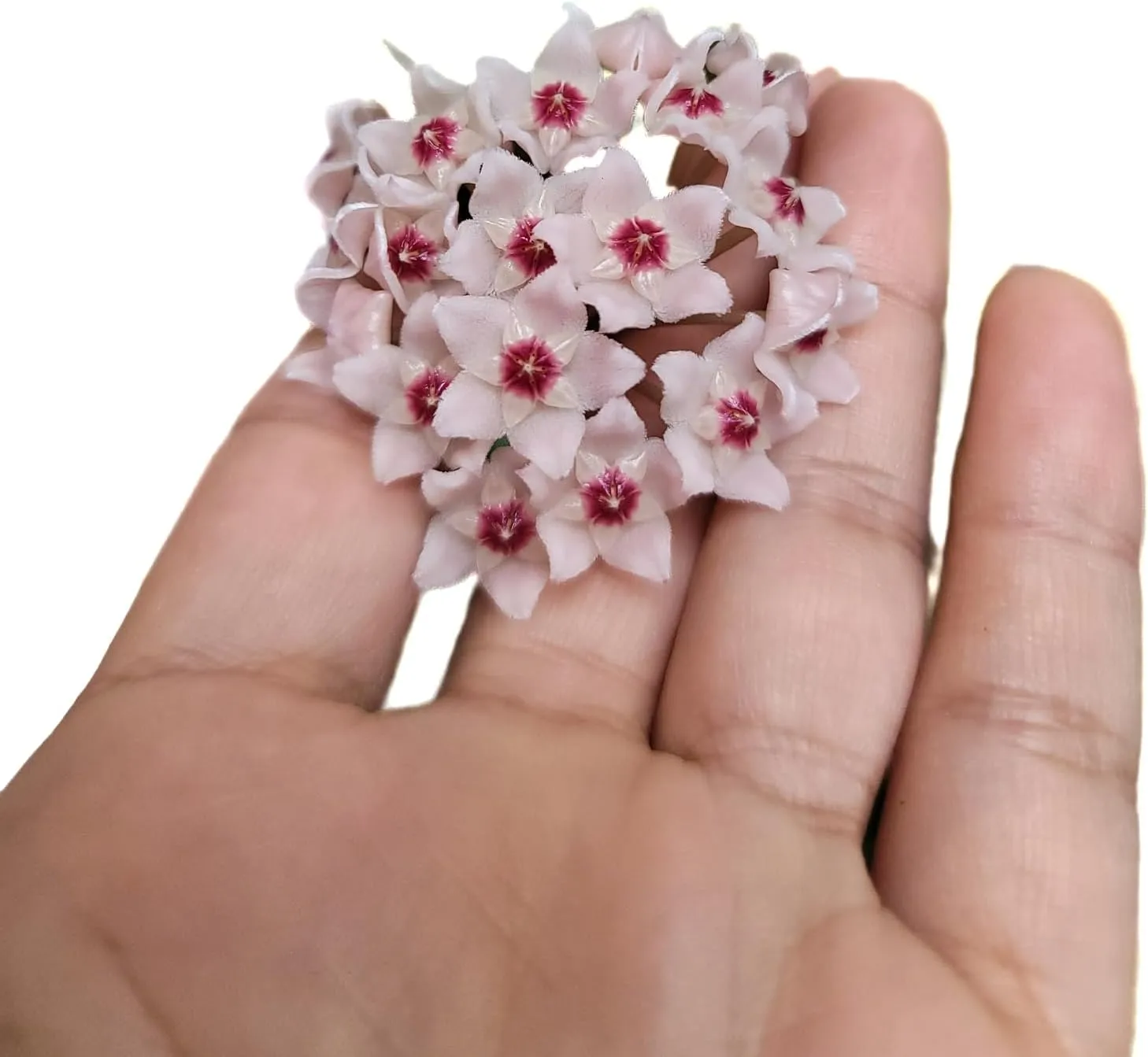Hoya Krinkle 8 Live Hoya Plant Pink Flowers with Chocolate Smells Available in 2", 4", and 6" Pot (4" Pot)