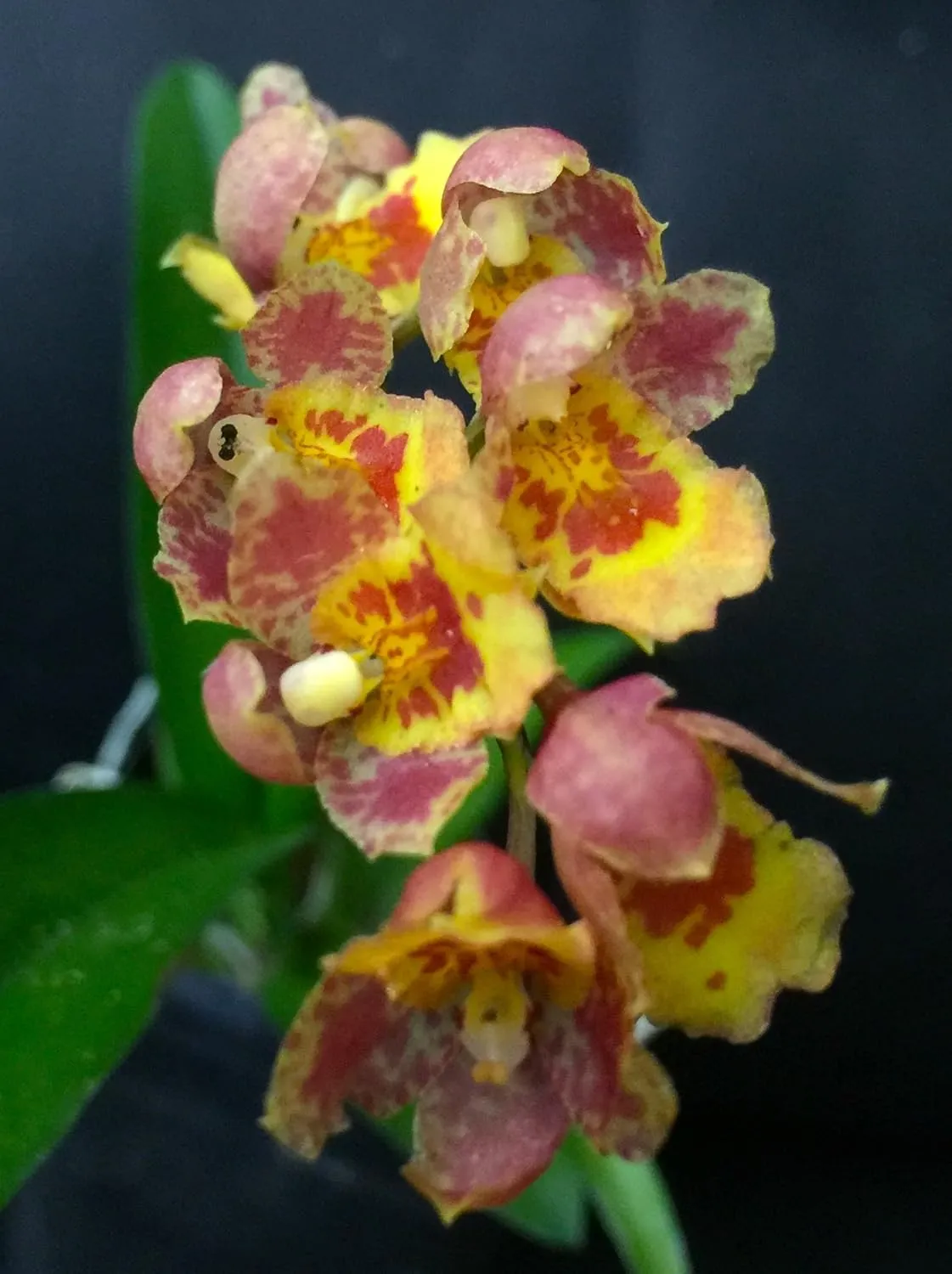 Hwra Lava Burst Pacific Sunrise - Super Easy to Grow and Bloom, Cute Miniature Orchid, Mildly Fragrant, Lots of Fun! (NOT in Bloom/Bud When Shipped)