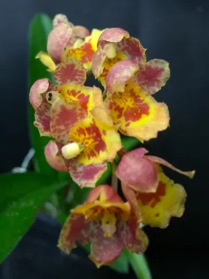 Hwra Lava Burst Pacific Sunrise - Super Easy to Grow and Bloom, Cute Miniature Orchid, Mildly Fragrant, Lots of Fun! (NOT in Bloom/Bud When Shipped)