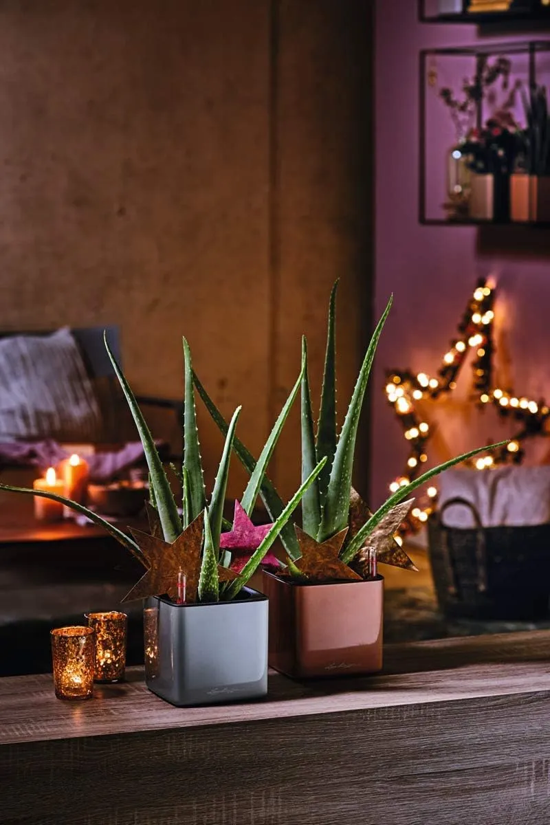 Lechuza Cube Glossy 14 Self Watering Planter Small Flower Plant Pot Indoor Table Planter Without Drainage Hole Poly Resin H14 L14 W14 cm Spicy Copper Highgloss
