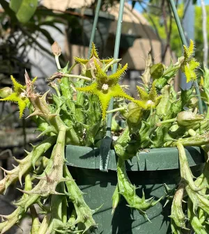 Orbea Dummeri 3.5 Inch Pot - Larger Blooming Size! Well Rooted Ready for Hanging Basket! - No Shipping to California Or Arizona!
