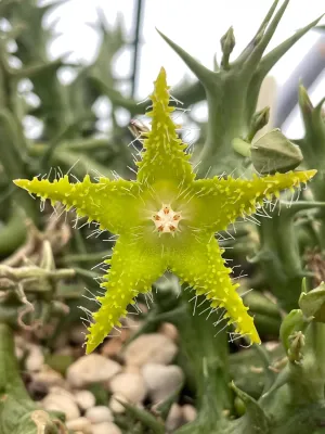 Orbea Dummeri Live Plant in 3.5" Pot - Well Rooted Rare! - Super Healthy!!! - No Shipping to California Or Arizona!