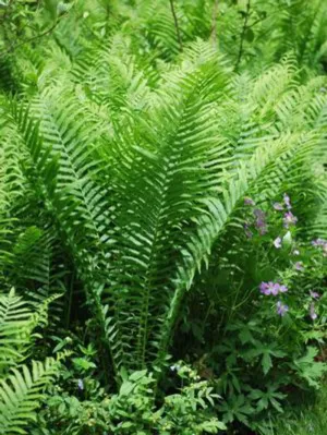 Perennial Farm Marketplace Matteuccia pensylvanica (Ostrich) Hardy Fern, Size-#1 Container, Green Upright Fronds