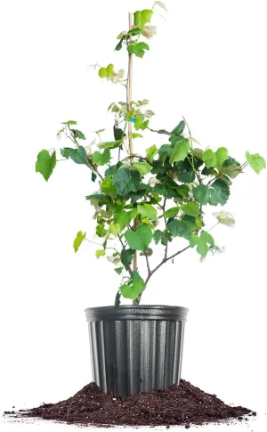 PERFECT PLANTS Concord Grape Vine in 3 Gallon Grower's Pot | Delicious Fruits for Home Trellis | Can Be Used for Jellies, Wines, and More