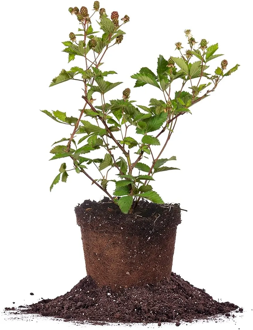 PERFECT PLANTS Ouachita Thornless BlackBerry Bush 1 Gal. Pot Extremely Hardy Large Sweet Berries