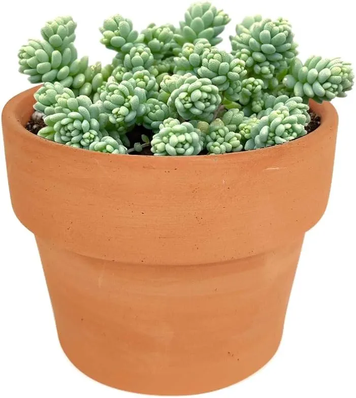 Sedum dasyphyllum Major Corsican Stonecrop (4''   Clay Pot)