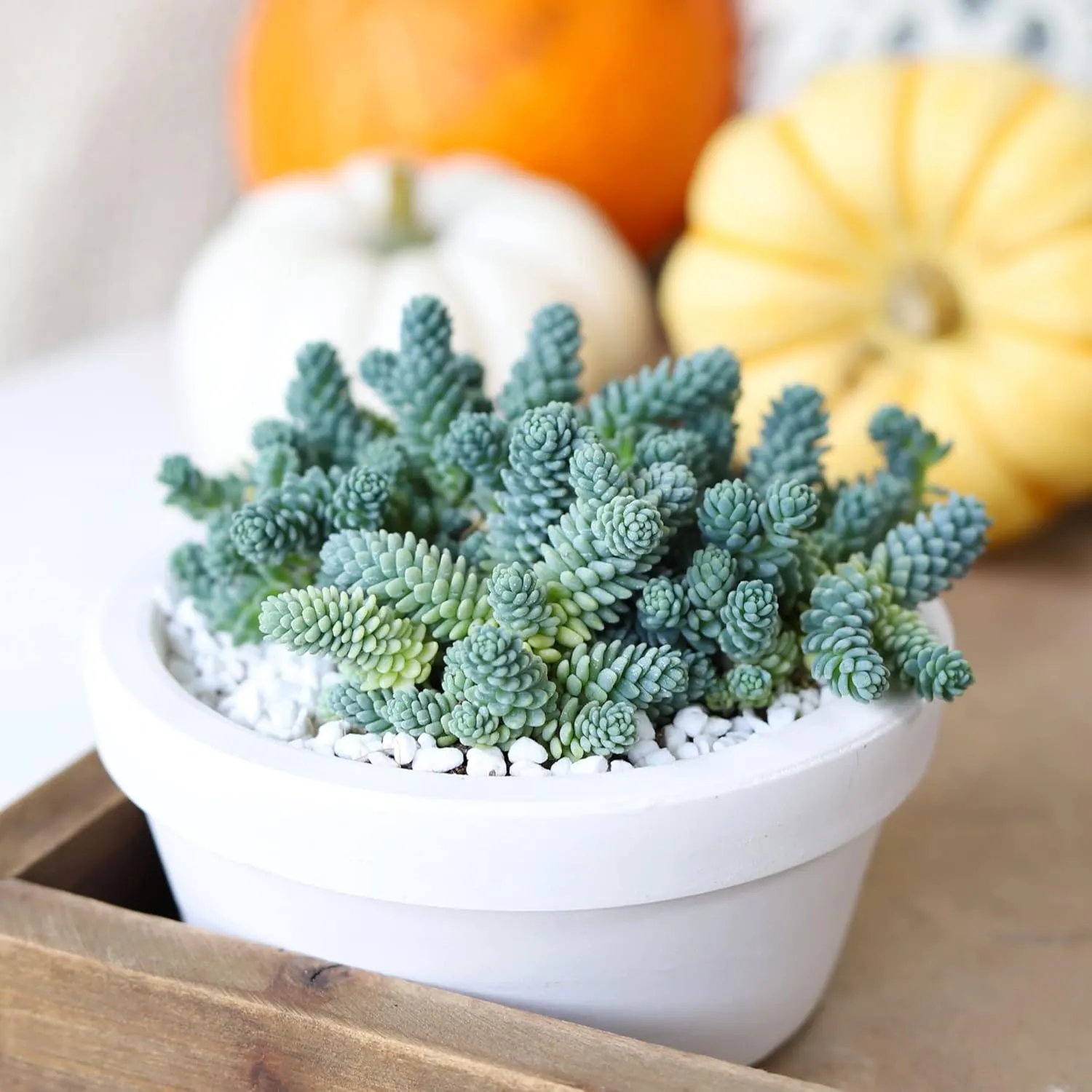 Sedum dasyphyllum Major Corsican Stonecrop (4''   Clay Pot)
