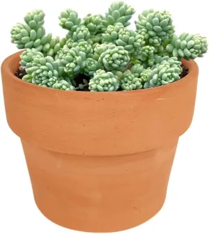 Sedum dasyphyllum Major Corsican Stonecrop (4''   Clay Pot)