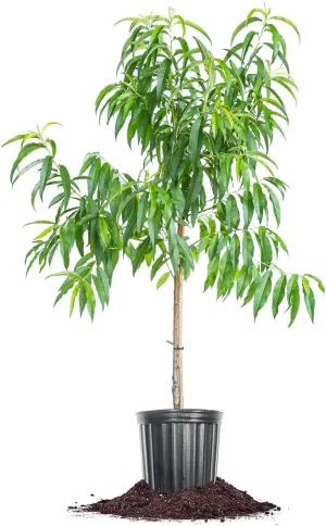 Tex Star Peach Tree 4-5ft Grower's Pot | Delicious Fruit Trees Ready to Plant | Sweet Dwarf Self-Pollinating Fruit Tree
