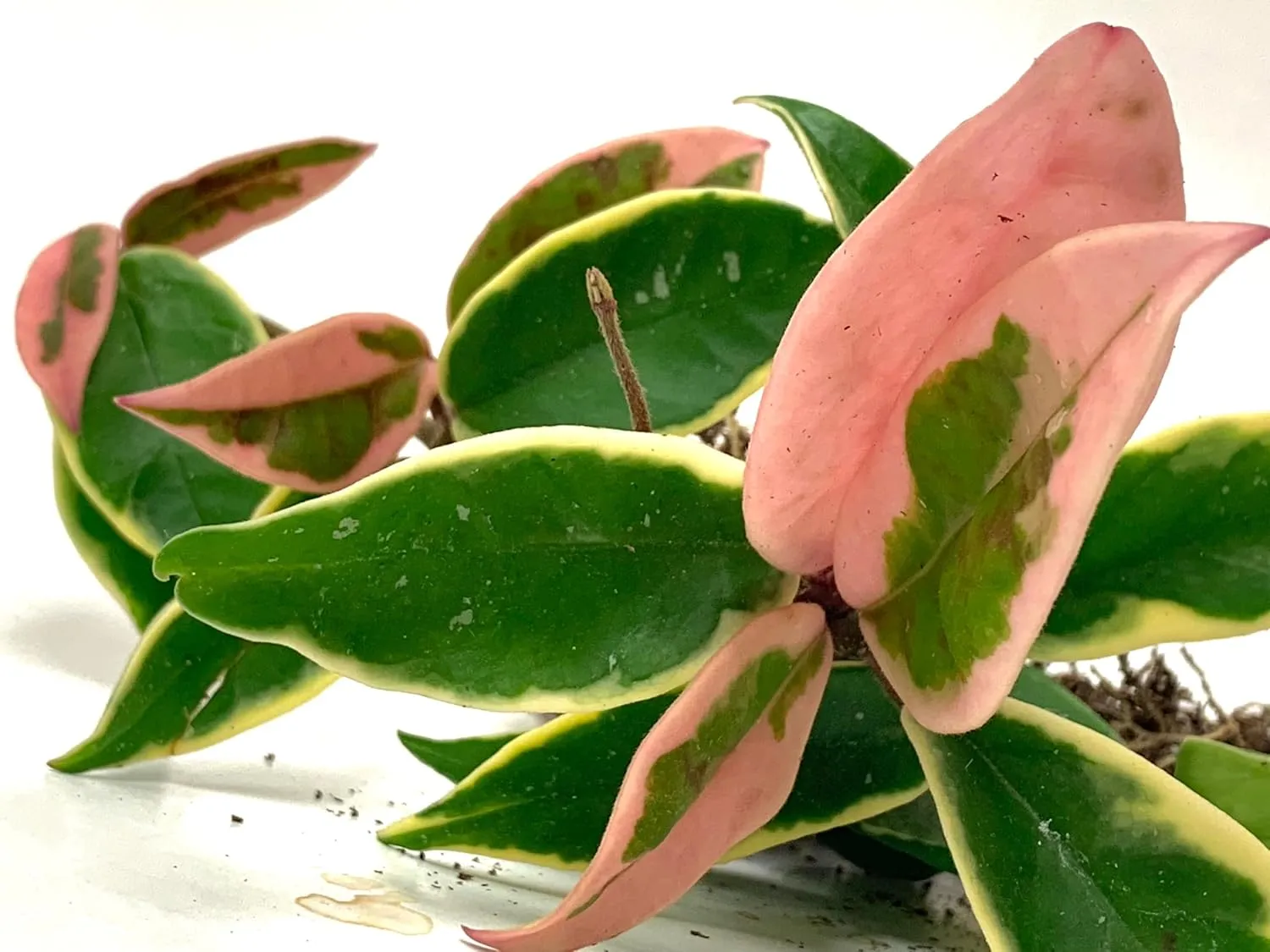 Tricolor Hoya Krimson Queen, Hoya Carnosa Variegata Tricolor Hoya Ships from CA (4" Pot)