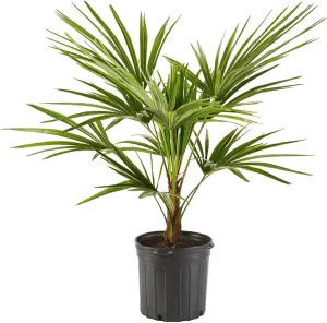 Windmill Palm Tree, Cold Hardy Fortune Palm - Exotic Tropical Plant, Drought Tolerant & Low Maintenance - Ideal Live Plant for Gardens & Landscapes (3gal Pot, 3-4ft)