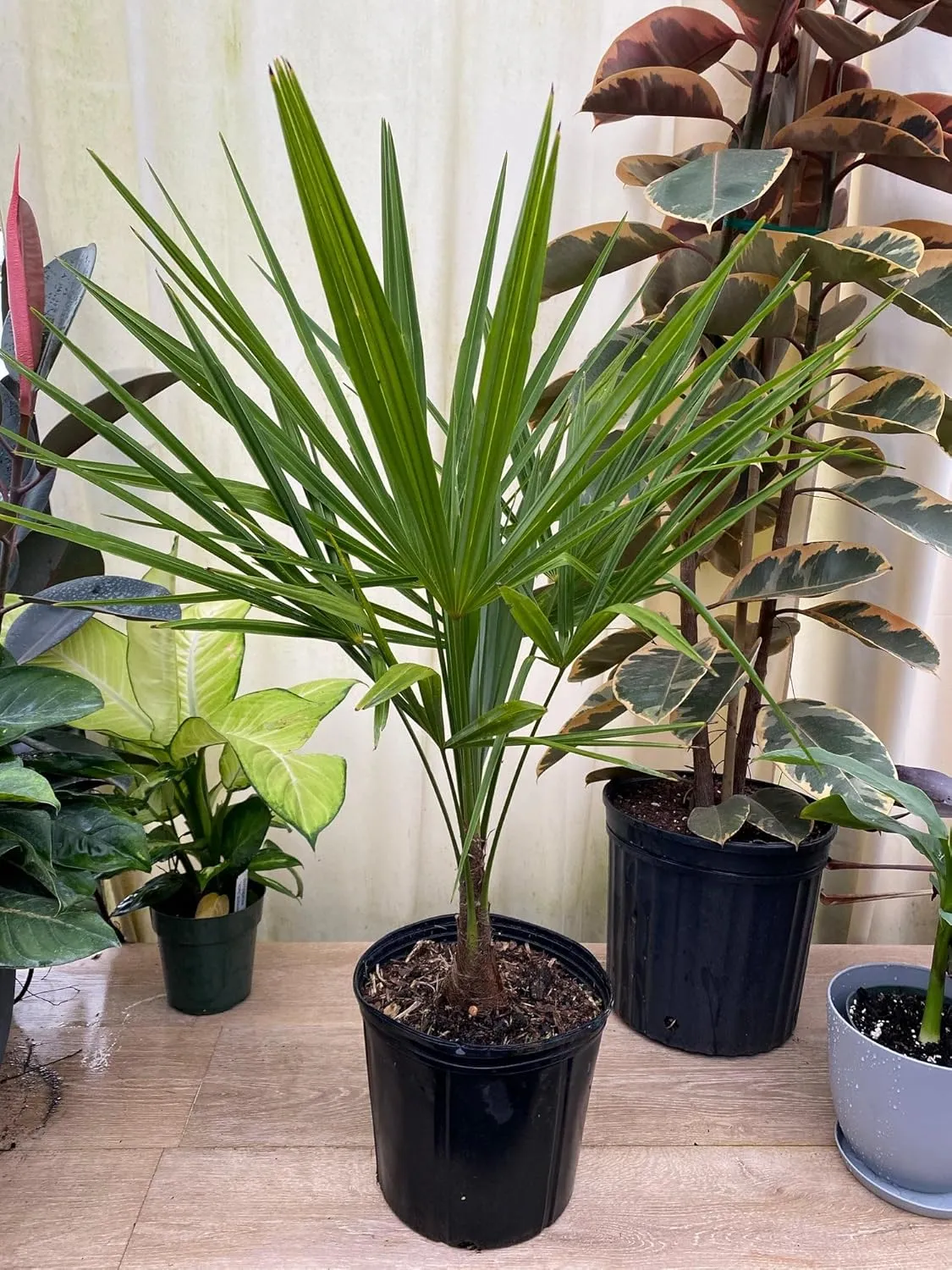 Windmill Palm Tree, Cold Hardy Fortune Palm - Exotic Tropical Plant, Drought Tolerant & Low Maintenance - Ideal Live Plant for Gardens & Landscapes (3gal Pot, 3-4ft)