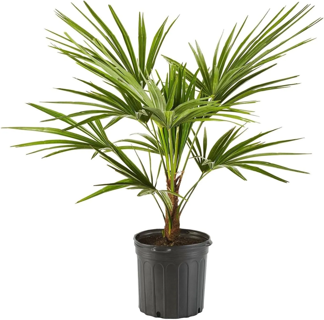 Windmill Palm Tree, Cold Hardy Fortune Palm - Exotic Tropical Plant, Drought Tolerant & Low Maintenance - Ideal Live Plant for Gardens & Landscapes (3gal Pot, 3-4ft)