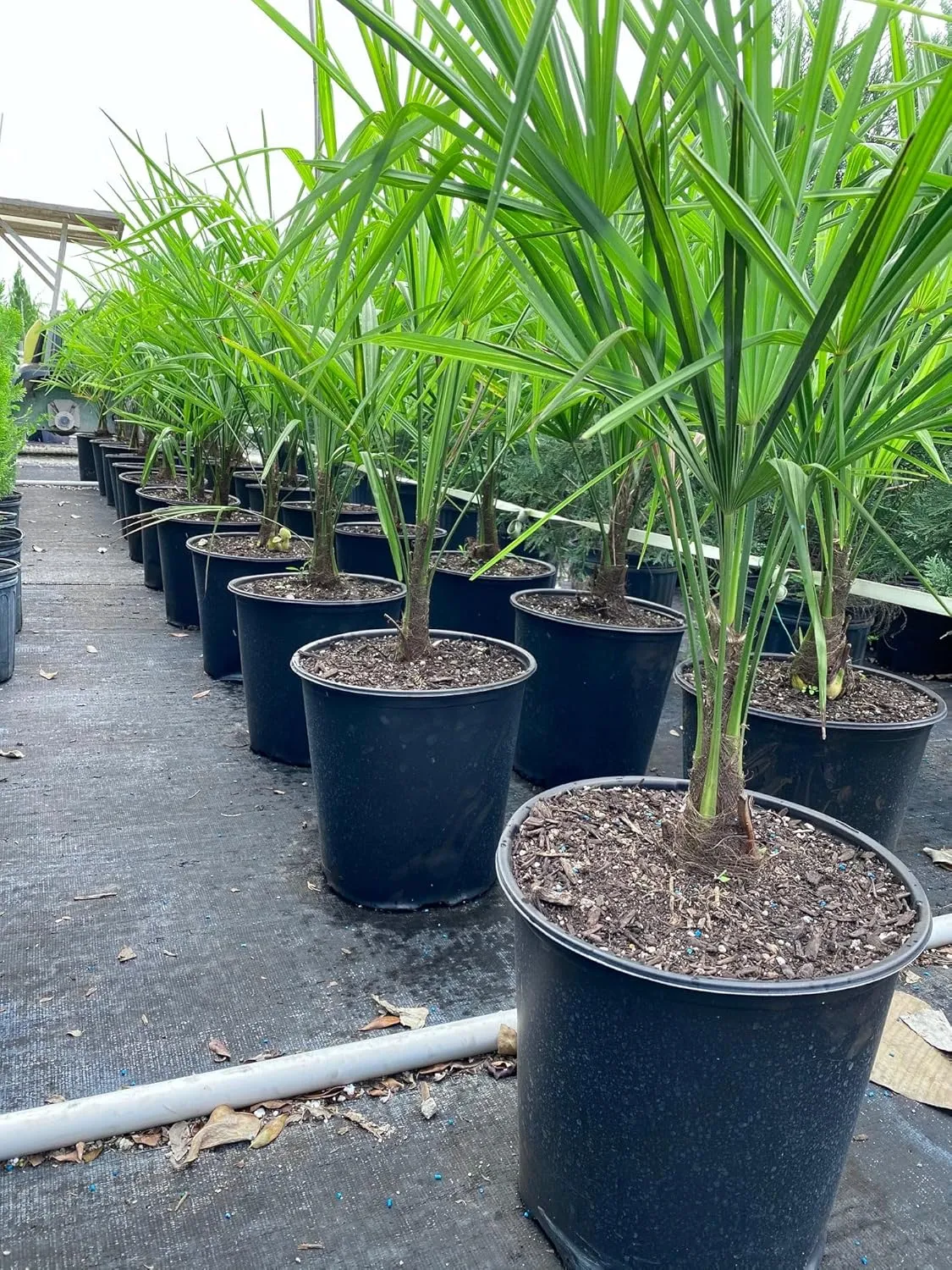 Windmill Palm Tree, Cold Hardy Fortune Palm - Exotic Tropical Plant, Drought Tolerant & Low Maintenance - Ideal Live Plant for Gardens & Landscapes (3gal Pot, 3-4ft)